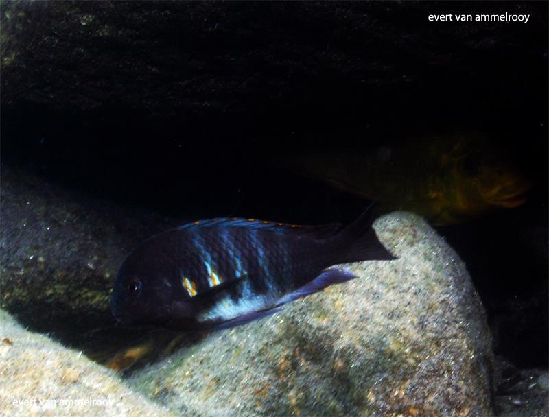 Tropheus hybrid Mahale Mountains NP